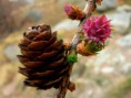 /album/natur/a27-bearb-jpg/